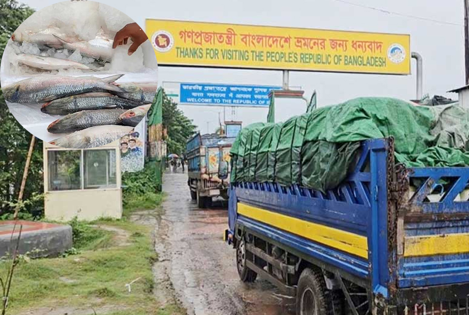 শেষ দিন পর্যন্ত ভারতে গেল ৫৩৩ টন ইলিশ 

