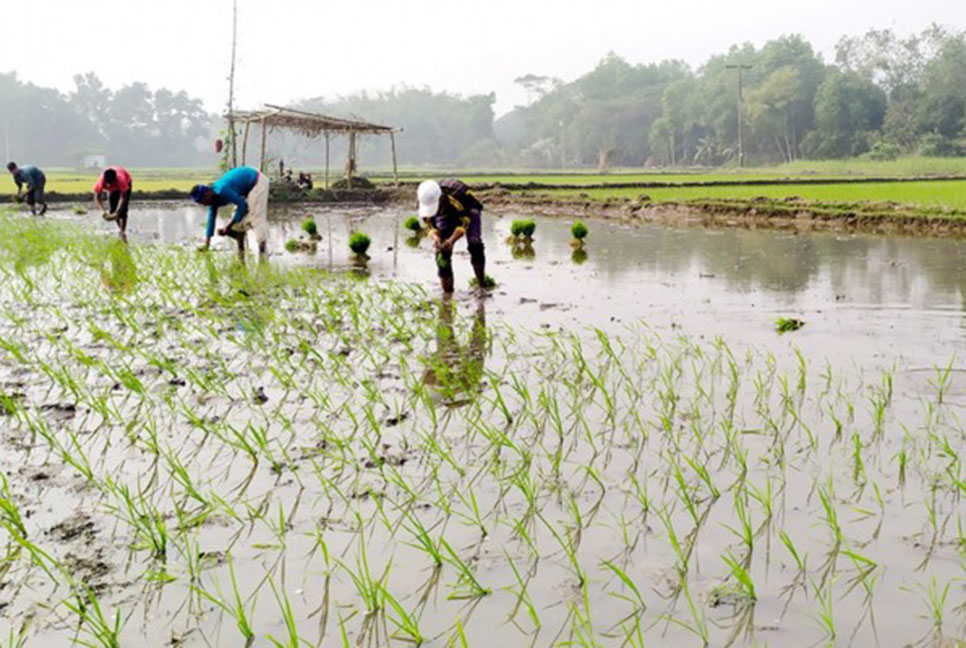 রোপা আমনে স্বপ্ন কিষান-কিষানির