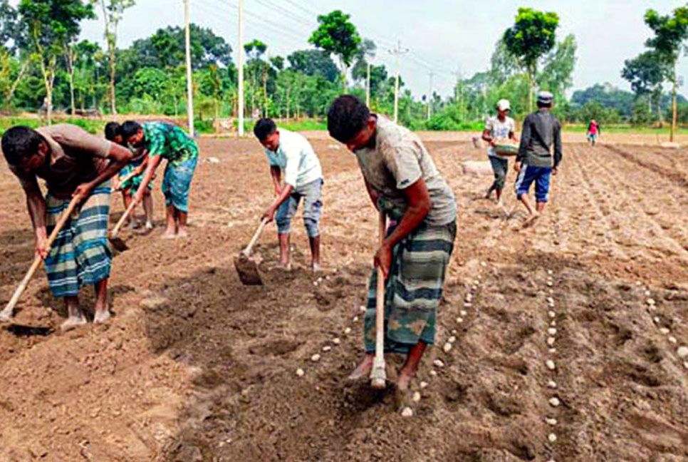 দিনাজপুরে আগাম আলু চাষে ব্যস্ত কৃষক