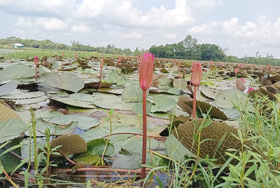 লাল শাপলার বিলে বেড়েছে গ্রামবাসীর আয়-রোজগার