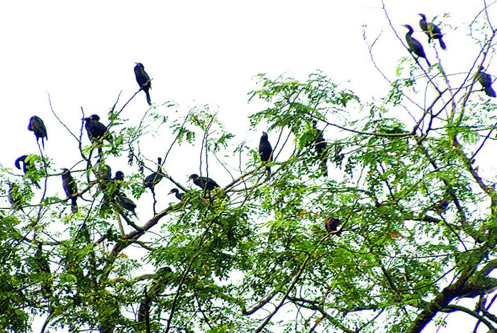 ২০০ বছর ধরে আসে ওরা