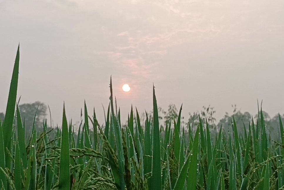 শীতের জেলা পঞ্চগড়ে মিষ্টি শীতের আমেজ