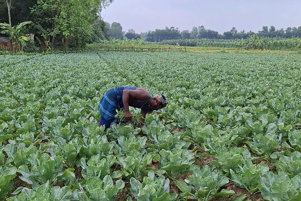 আগাম সবজি চাষে ব্যস্ত কৃষক