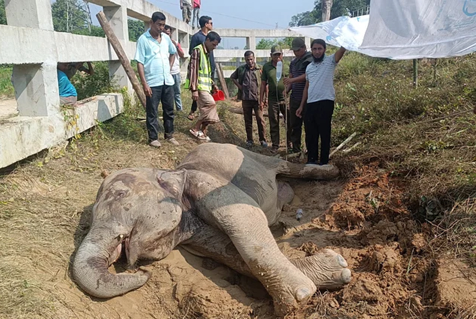 ট্রেনের ধাক্কায় গুরুতর আহত বন্য হাতি, ভেঙেছে পা