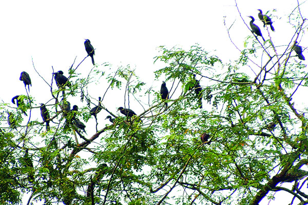 ২০০ বছর ধরে আসে ওরা