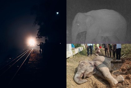 লোহাগাড়ায় ট্রেনের ধাক্কায় হাতি আহত, ভেঙে গেছে পা