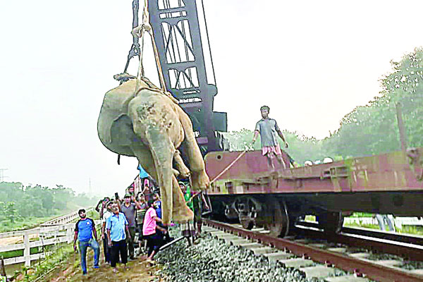 বাঁচানো গেল না সেই হাতিটিকে