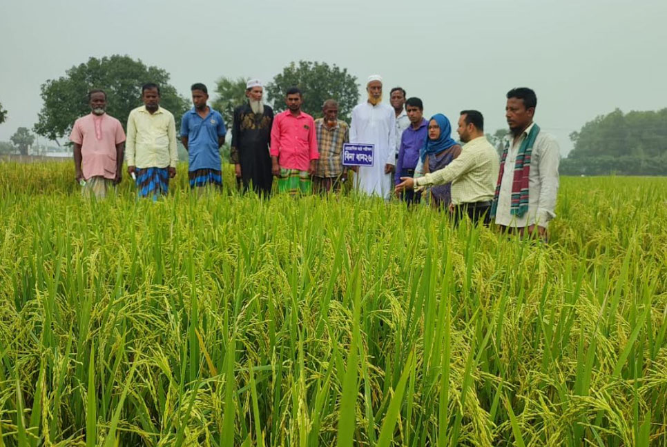 গাজীপুরে ৫ জাতের ধান নিয়ে বিনার দুই মাঠ দিবস