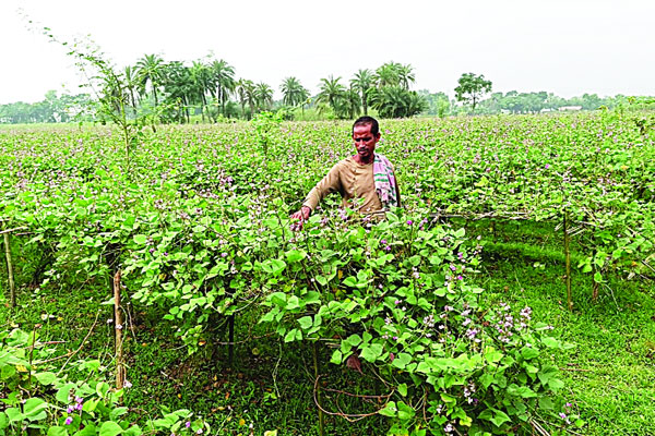 শিম খেত পরিচর্যায় ব্যস্ত আফাজউদ্দিন