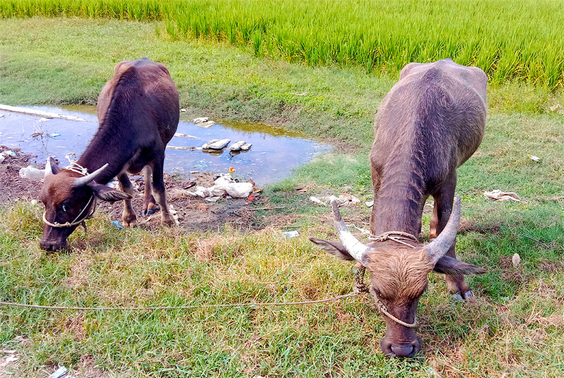 কুয়াকাটা সৈকতে ভেসে এলো তিনটি জীবিত মহিষ