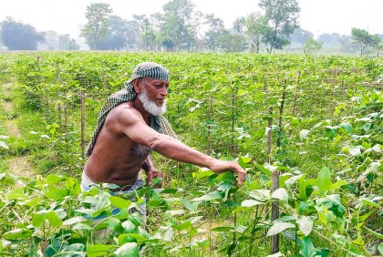 গোমতী চরের সবজির অপেক্ষায়