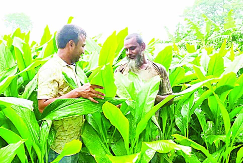 হলুদে ভালো দাম পাওয়ার আশা