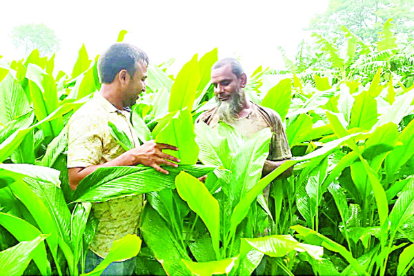 হলুদে ভালো দাম পাওয়ার আশা