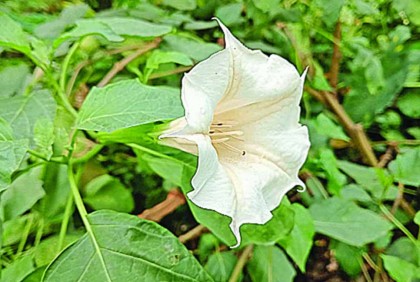 হারিয়ে যাচ্ছে ধুতরা