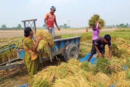আগাম ধান কাটার উৎসব