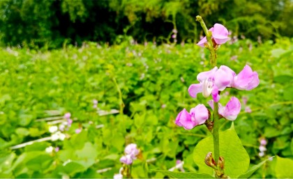 
আগাম জাতের শিমে দুলছে কৃষকের স্বপ্ন