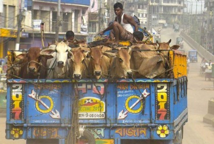 সাভারে গরু ভর্তি ট্রাক লুট, ডাকতদের মারধরে আহত ৪ 