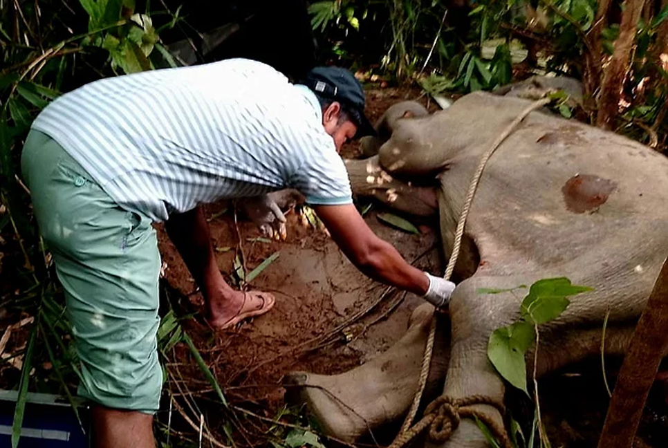 দুই দিন চিকিৎসার পরও হস্তীশাবকটি মারা গেছে

