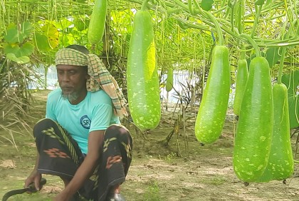 লাউ চাষে সফল কৃষক ময়দান আলী