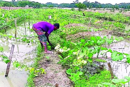 নিরাপদ সবজি ১২ মাস