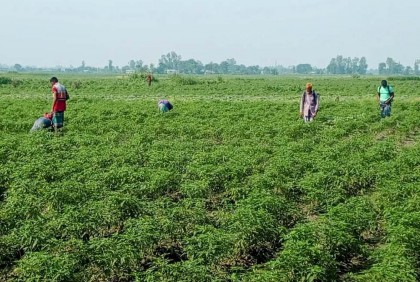 মরিচ গাছে পচারি রোগ আতঙ্কে কৃষক