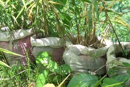 নওগাঁয় জনপ্রিয় হচ্ছে বস্তায় আদা চাষ