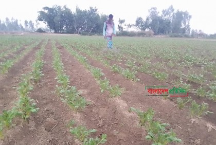 আগাম আলু ক্ষেত পরিচর্যায় ব্যস্ত কৃষক