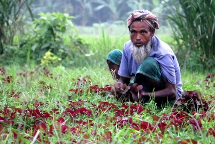 নওগাঁয় মাঠে মাঠে চাষ হচ্ছে আগাম শীতের সবজি