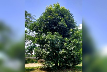 বেরোবিতে মুগ্ধতা ছড়াচ্ছে দুর্লভ কর্পূর গাছ