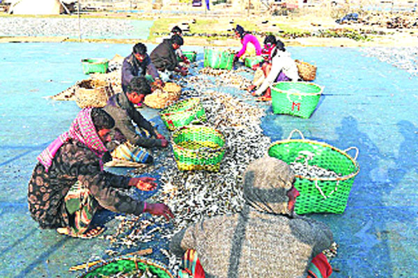 দুবলার চরে শুরু শুঁটকি মৌসুম