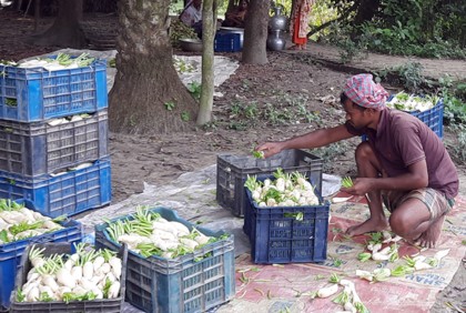 মানিকগঞ্জে মূলা চাষে আগ্রহ বাড়ছে কৃষকদের