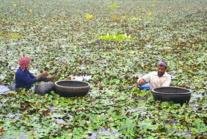 বগুড়ায় অল্প পুঁজিতে পানিফল চাষে ভাগ্য বদলেছে কৃষকের