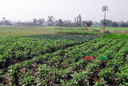 সবুজের সমারোহ ‘উলিপুর’ গ্রাম