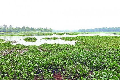 দৃষ্টিনন্দন আশুড়ার বিল