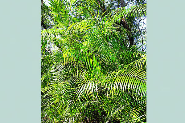 বিলুপ্তির পথে বেত গাছ
