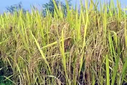 ধানের বাম্পার ফলন, কৃষকের মুখে হাসি