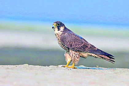 শাহিনের গতি ৩২০ কিলোমিটার