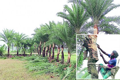 খেজুর গাছ পরিচর্যায় ব্যস্ত গাছিরা
