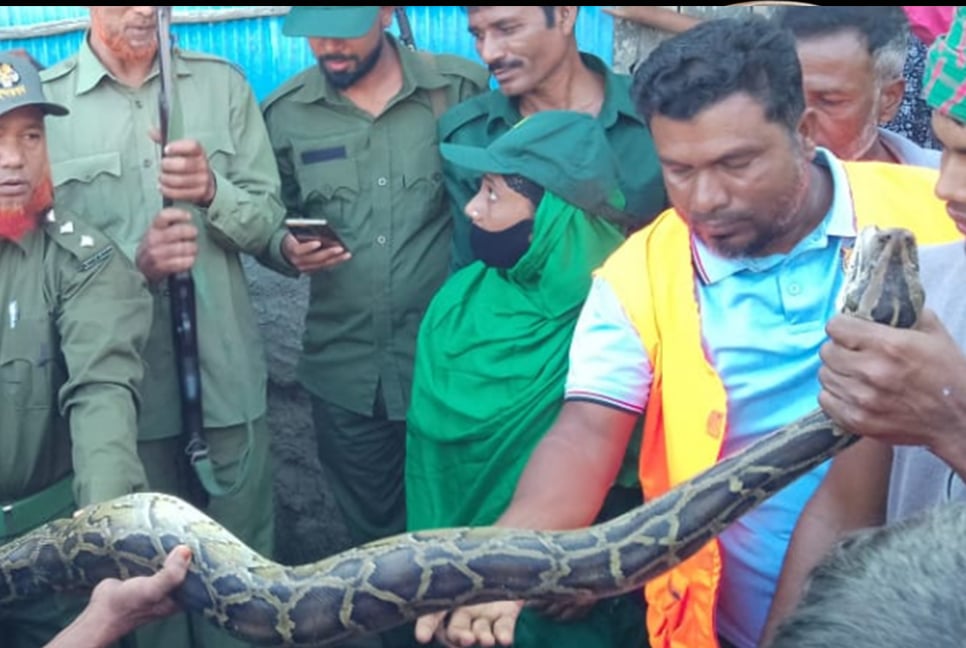 জঙ্গল থেকে আবারও লোকালয়ে ১০ ফুট লম্বা অজগর!