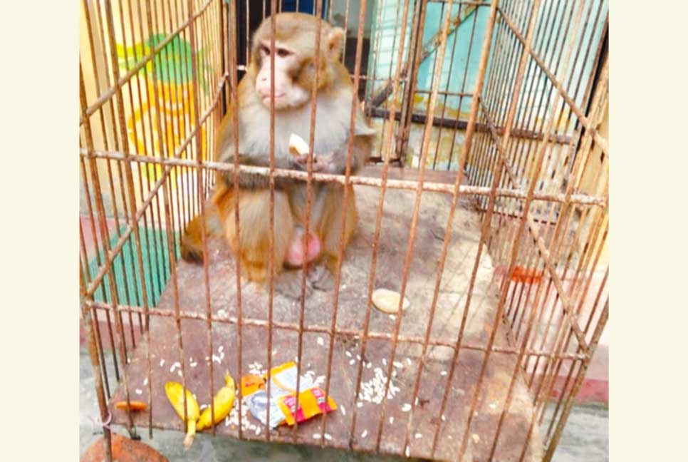 শ্রীমঙ্গলে লোকালয় থেকে বানর উদ্ধার