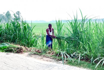 গো-খাদ্যের খরচ কমাতে পতিত জমিতে ঘাস চাষ