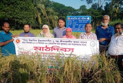 বরিশালের বাবুগঞ্জে বিনা ধান-১৭’র মাঠ দিবস