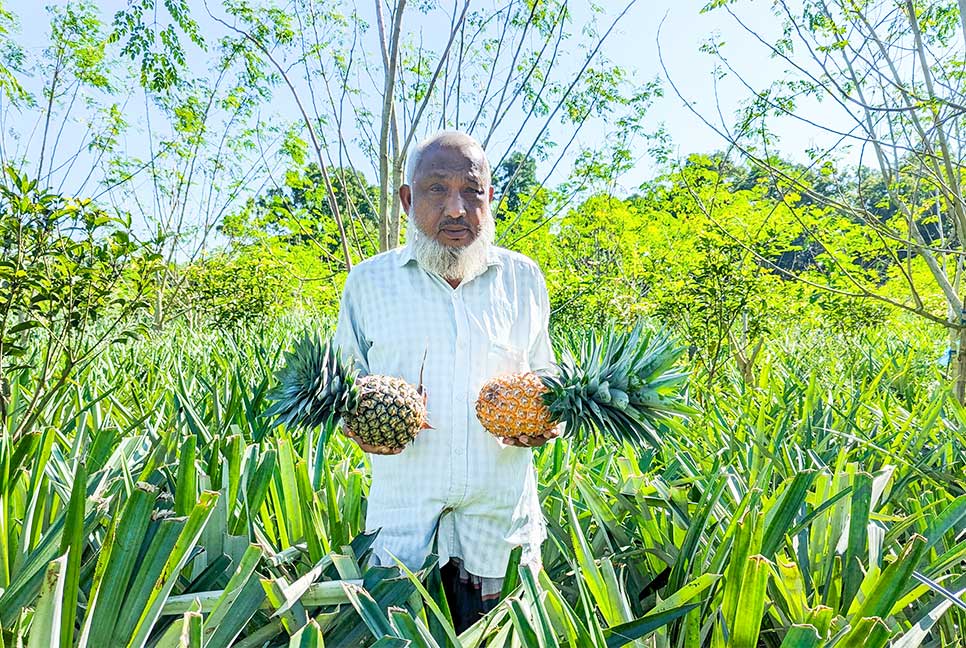 আনারস চাষে বিপ্লব ঘটাতে চান ভালুকার সুরুজ