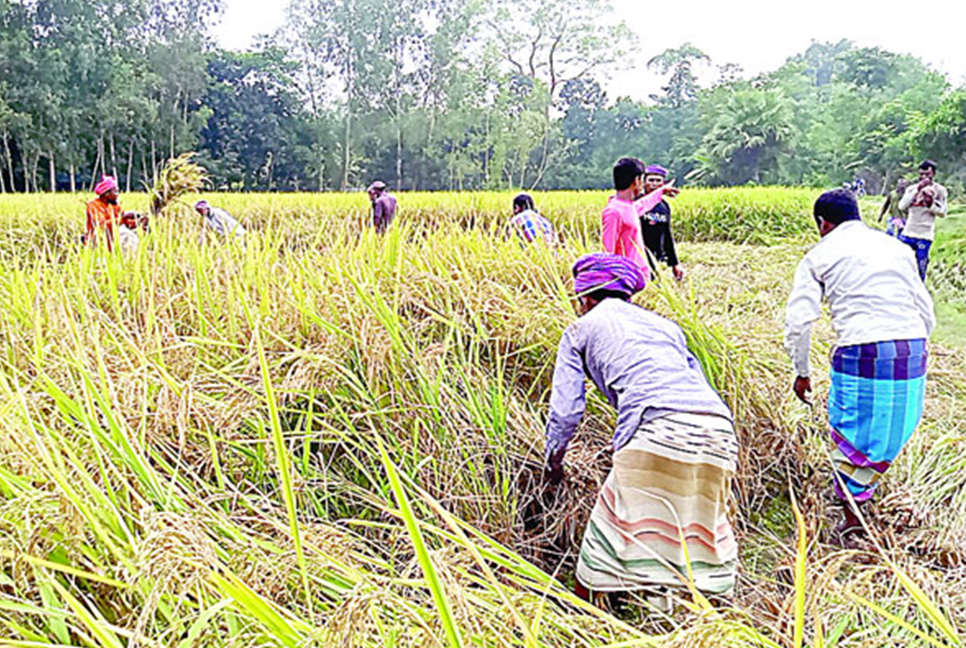 ধান কাটার উৎসব
