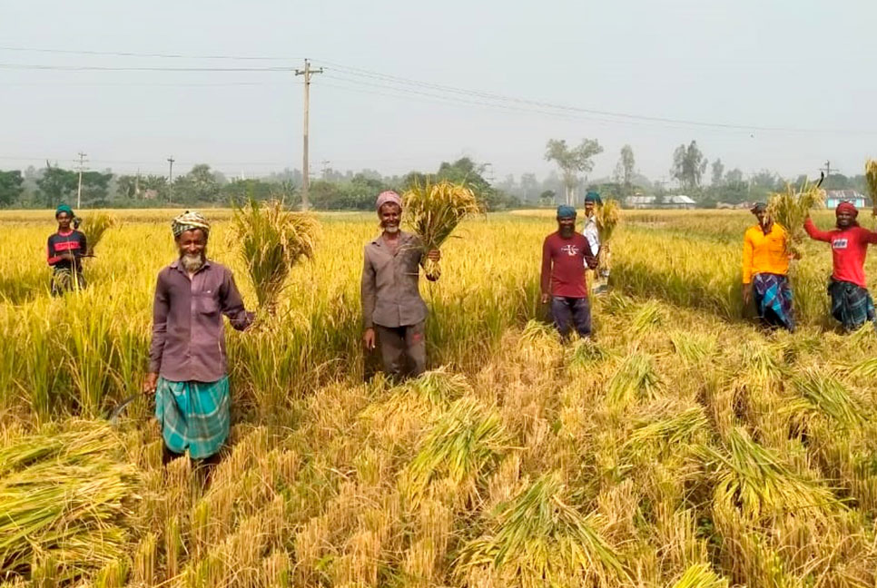 বগুড়ায় আমন ধান কাটা ও মাড়াইয়ের ধুম 