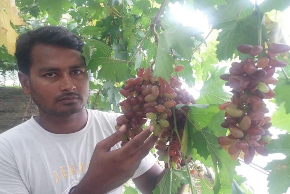 নাটোরে আঙুর চাষে আমজাদের সফলতা