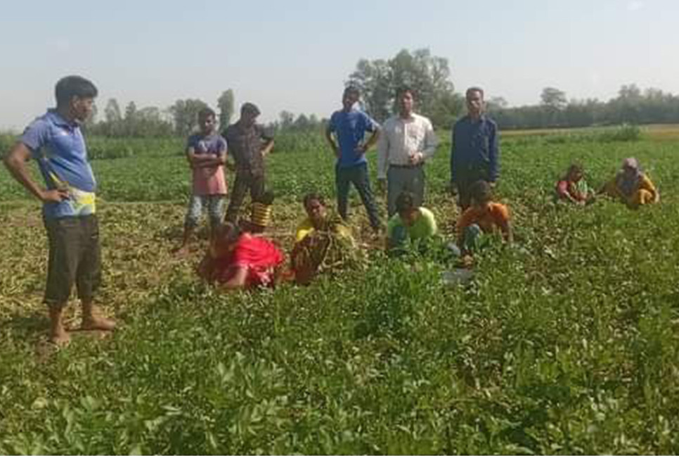 নীলফামারীতে আগাম আলু তোলা শুরু, ভালো দাম পেয়ে খুশি কৃষক