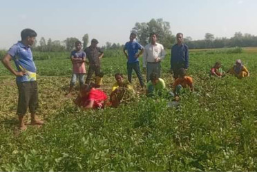 নীলফামারীতে আগাম আলু তোলা শুরু, ভালো দাম পেয়ে খুশি কৃষক