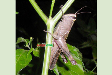 বিলুপ্তির পথে পরিবেশবান্ধব ‘ঘাসফড়িং’