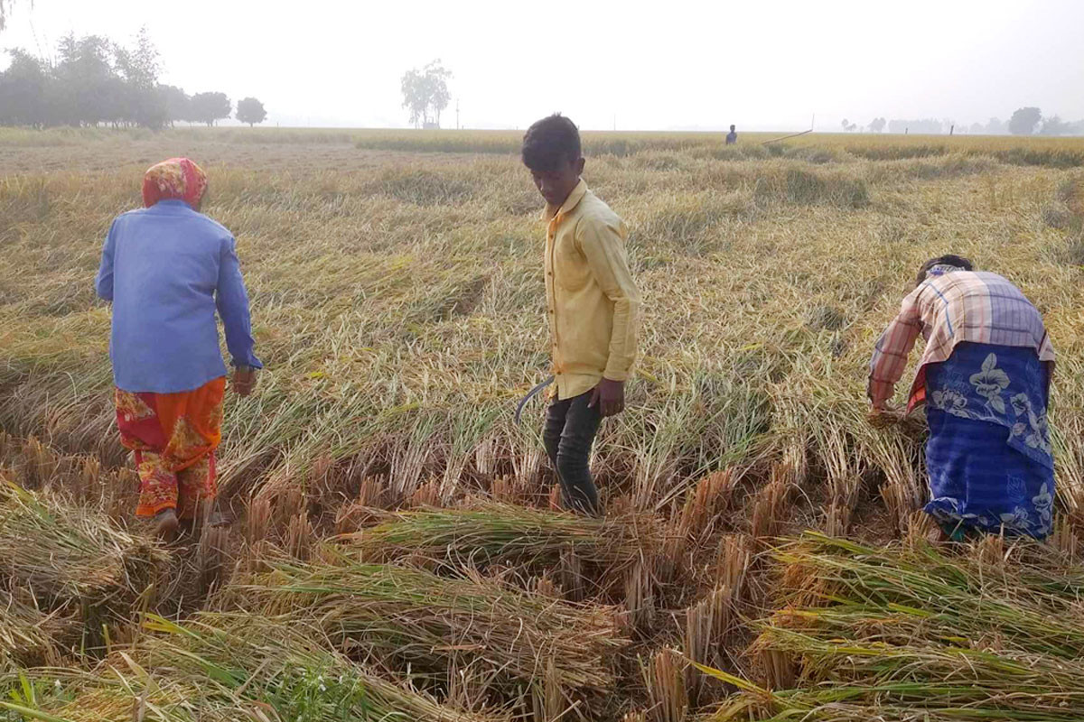 বরেন্দ্র জেলা নওগাঁয় এখন আমন ধান কাটার ধুম